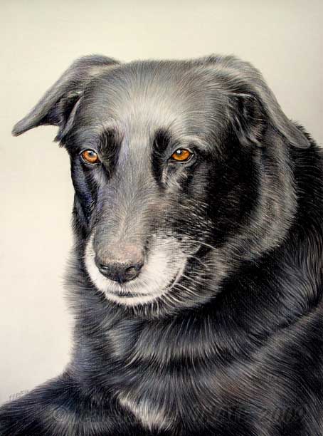 Portrait du chien Boule, grand labrador noir reprsent au crayon